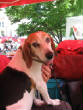 woofstock/IMG_1203.JPG