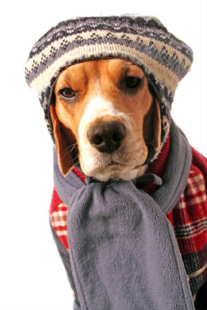 bashpics/BeagleInWinterGear.jpg