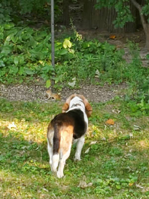 bashpics/Iris.jpeg